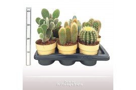 Cactus mix