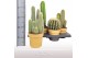 Cactus mix 