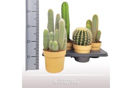 Cactus mix