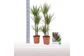 Dracaena marginata 60-30-15