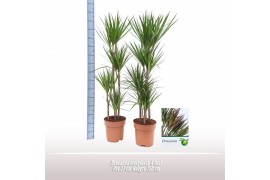 Dracaena marginata 90-60-30-15
