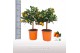 Citrus microcarpa Calamondin op stam 