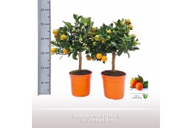 Citrus microcarpa Calamondin op stam