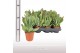 Kalanchoe Oricula 