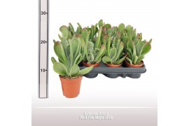 Kalanchoe Oricula