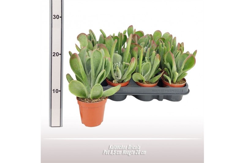 Kalanchoe Oricula 
