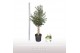 Olea europaea Stam 