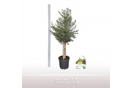 Olea europaea Stam