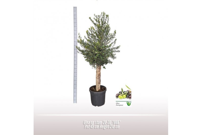 Olea europaea Stam 
