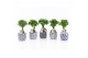Ficus microcarpa ginseng in delft blue keramiek 