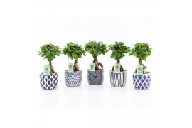 Ficus microcarpa ginseng in delft blue keramiek