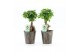 Ficus microcarpa ginseng in iron leaf 