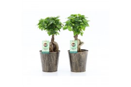 Ficus microcarpa ginseng in iron leaf