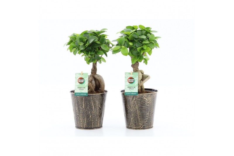 Ficus microcarpa ginseng in iron leaf 