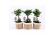 Ficus microcarpa ginseng in noah mand 