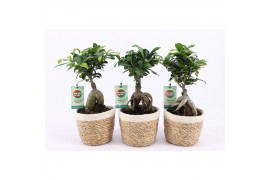 Ficus microcarpa ginseng in noah mand