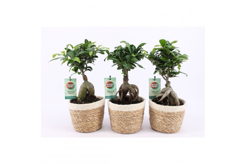 Ficus microcarpa ginseng in noah mand 