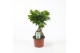 Ficus microcarpa ginseng 