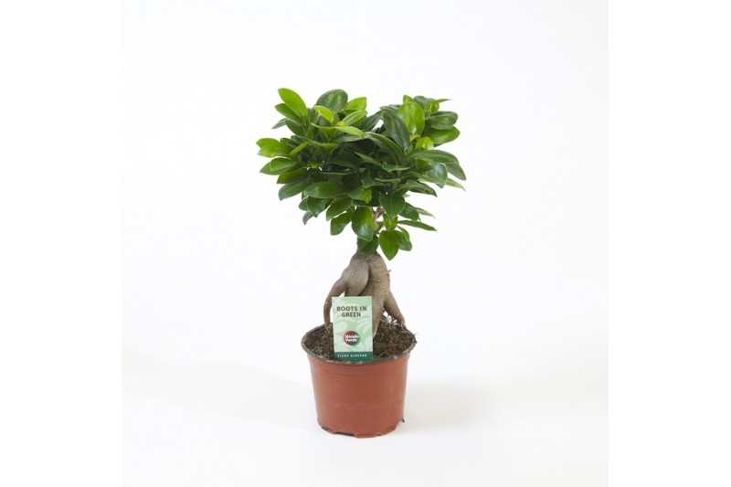 Ficus microcarpa ginseng 