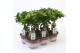Ficus microcarpa ginseng 