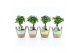 Ficus microcarpa ginseng in noah mand pastel 