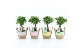 Ficus microcarpa ginseng in noah mand pastel