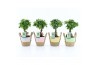 Ficus microcarpa ginseng in noah mand pastel