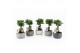 Ficus microcarpa ginseng in Classic Stone 