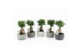 Ficus microcarpa ginseng in Classic Stone