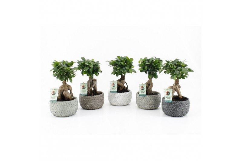 Ficus microcarpa ginseng in Classic Stone 