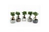 Ficus microcarpa ginseng in Classic Stone