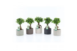 Ficus microcarpa ginseng in classic stone