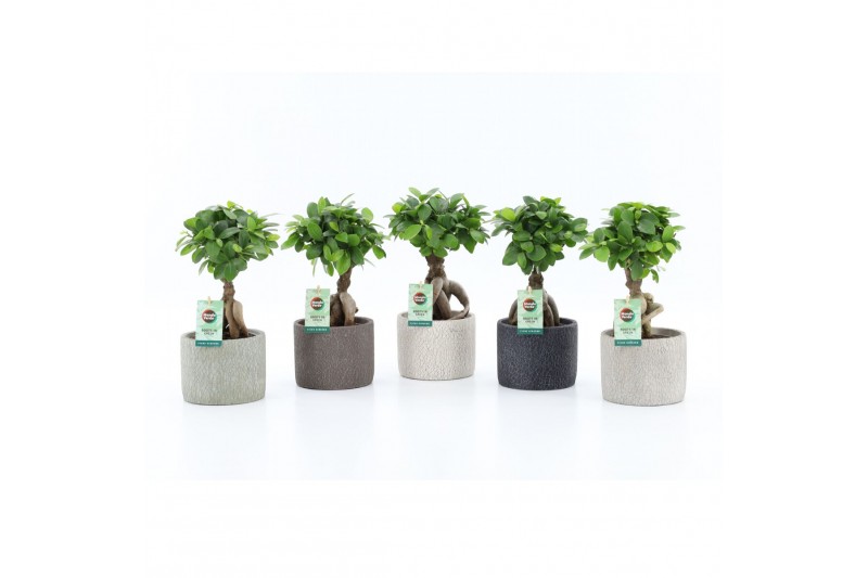 Ficus microcarpa ginseng in classic stone 