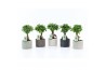 Ficus microcarpa ginseng in classic stone