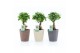Ficus microcarpa ginseng in nature keramiek 