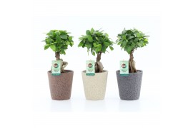 Ficus microcarpa ginseng in nature keramiek