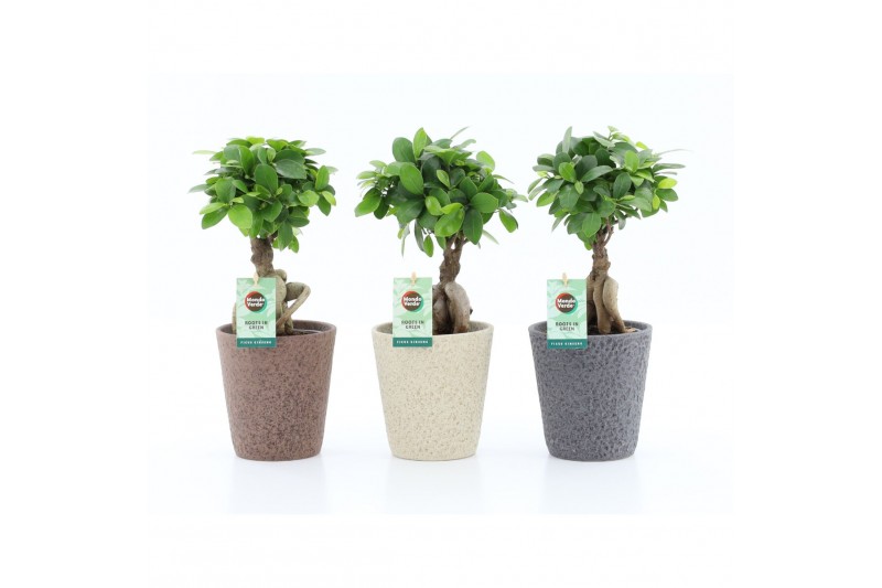 Ficus microcarpa ginseng in nature keramiek 
