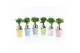 Ficus microcarpa ginseng in pastel keramiek 