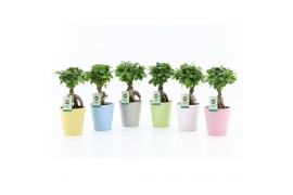 Ficus microcarpa ginseng in pastel keramiek
