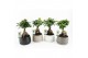 Ficus microcarpa ginseng 13cm in shengzi schalen 