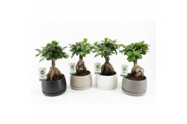 Ficus microcarpa ginseng 13cm in shengzi schalen