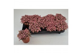 Fittonia pink forest flame