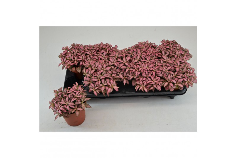 Fittonia pink forest flame 