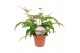 Adiantum scutum roseum 