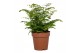 Adiantum fritz luthi 