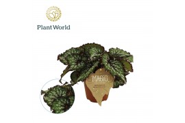 Begonia blad rex magic colours bostella Begonia rex Bostella 12cm 3 pp
