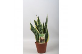 Sansevieria trifasciata futura superba