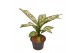 Dieffenbachia white etna 