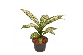 Dieffenbachia white etna