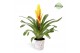 Vriesea intenso yellow Madeira potcover 